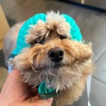 Teddy♥️ - @teddy.stratton - Instagram