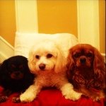 Teddy, Autumn, & Polly Strauss - @teddy_autumn_polly - Instagram