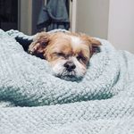Teddy Strauss - @teddy.bear0305 - Instagram
