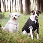 Lacey, Ted & Stuart - @thelockwoodfurrs - Instagram