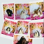 Luppy ted marry jack leleco stuart e lolla maria - @shihtzu_7shihtzu - Instagram