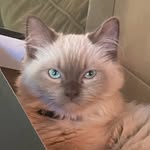 @ted_swanson_the_cat - Instagram