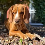 Ted Tait 🐶 - @ted_thespeagle - Instagram