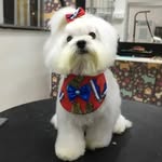 Ted Tedesco 🐾 - @ted.venancio - Instagram