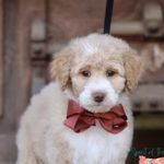 Teddy Timmons - @little_teddy_the_doodle - Instagram