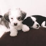 Téd & Toddy - @ted_toddy - Instagram