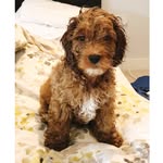 Ted Todd 🐾 - @ted_todd01 - Instagram