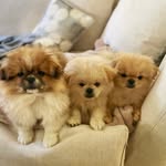 Ted, Todd & Roy 🐶🐶🐶🐾 - @3fluffyfellas - Instagram