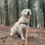 TEDDY | Golden Retriever - @teddy.trainor - Instagram