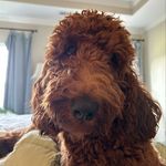 Teddy Bear Trainor - @irishdoodle_teddygrams - Instagram