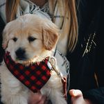 Theodore The Goldendoodle Pupp - @teddy_treece - Instagram