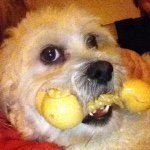 Teddy Trombley - @teddytrombley - Instagram