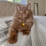 Teddy 🧸 the chocolate ragdoll Truman the chocolate pointed - @ragdolls.teddy.and.tru - Instagram