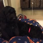 Teddy And Truman - @teddyandtruman - Instagram