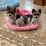 Teddy&Truman - @teddytruman5 - Instagram