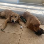 Truman and Teddy - @truman_and_teddy - Instagram