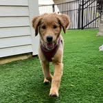 Teddy - @ted_the_turkeydog - Instagram