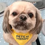 Ted Turley, Therapy dog - @tedwardturleytherapydog - Instagram