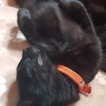 Raigner Nathalie - @_tyson.ted_blackcats81 - Instagram