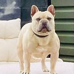 Ted - @ted_tysonfrenchbulldogireland - Instagram