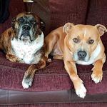 Ted, Tyson & Poppy - @lifeoftedntysonnpoppy_xx - Instagram
