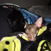 TedandTyson - @tedandtyson - TikTok