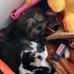 Ted,Bimba & Tyson - @ted_bimba_tyson - Instagram