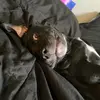 Teddy and Tyson - @tysons.w0rld - TikTok