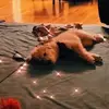 Tyson - @teddy.tyson - TikTok