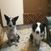 Utchie Hachi Ted - Facebook
