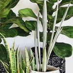 PLANTED by URBAN FLOWERS - @plantedbyurbanflowers - Instagram