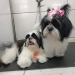 ♡petttts teddy e jade vidal cursino💙❤ - @teddy_e_jade_vidal_cursino__ - Instagram