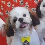 ted  almeida vidal 🐶 - @ted.bebezao - Instagram