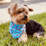 Theodore Simon Vidal - @teddy_meetsworld - Instagram