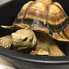 Ted the Tortoise - @tedthetortoiseatwaterman - TikTok