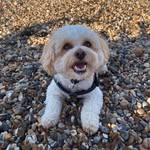 Ted Waterman 🐶 - @ted_waterman._ - Instagram