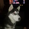 Ted Watt - @ted.watt1 - TikTok