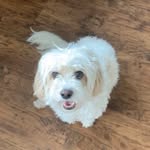 Ted watts - @ted_the_cockapoo_10 - Instagram