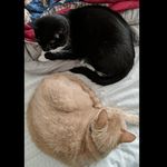 Ted and Bonnie and Wayne - @fredrick_theodore_andthetwins - Instagram