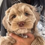 Teddy_Weems - @teddy.bear.weems - Instagram