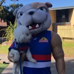 Teddy Bear Whitten - @teddybthebichon - Instagram