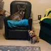 Teddy and Wilbur - @_teddy_wilbur_ - TikTok