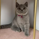 Teddy Wilbur - @teddy.thebearcat - Instagram