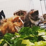 Theodore and Wilbur - @teddy.wilburpigs - Instagram