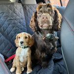 Milo & Ted Wilkinson 🐾🤎 - @milo_and_ted_23 - Instagram