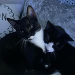 Ted and Toby Wilkinson - @thewilkokittens - Instagram