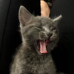 Ted Wilkinson - @littlegreyted - Instagram
