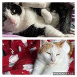 𝔻𝕖𝕩𝕥𝕖𝕣 𝕋𝕖𝕕 🐱 𝕊𝕚𝕣 𝕎𝕚𝕟𝕤𝕥𝕠𝕟🐾 - @dextertedandsirwinston - Instagram