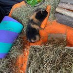 Gonzo, Ted, Julian & Winston - @sarahs.piggies - Instagram
