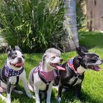 Tux Ted & Winston - @2bostons1poodle - Instagram